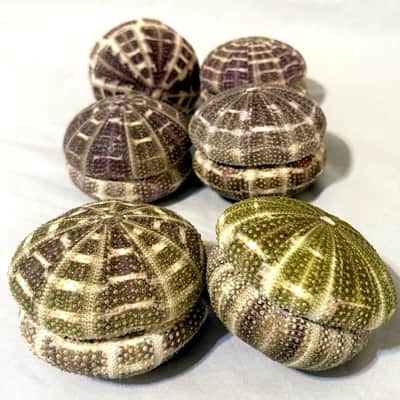 Sea Urchin Shaker- Large image 14