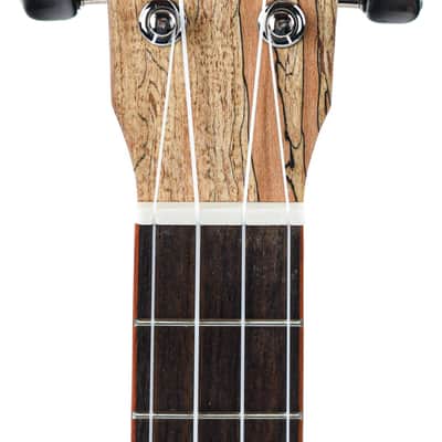 Cordoba 24T Tenor Spruce Ukuele image 2