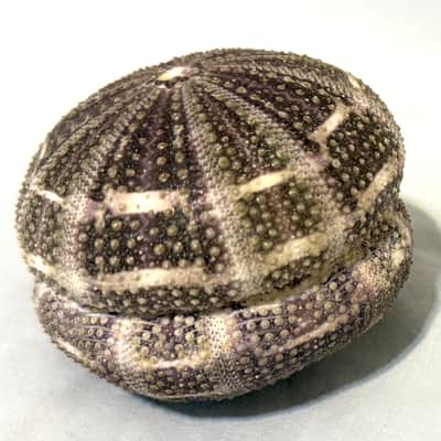 Sea Urchin Shaker- Large image 12