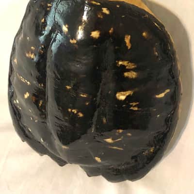 Turtle Shell Soprano Ukulele image 5