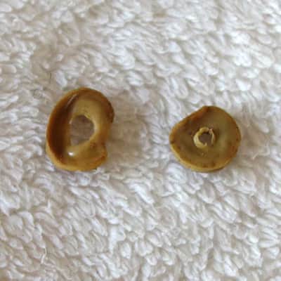 RARE Vintage 1960s Gibson Decomposing Rubber Spacer/Washers for Melody Maker PUP Height Adjustment!! image 1