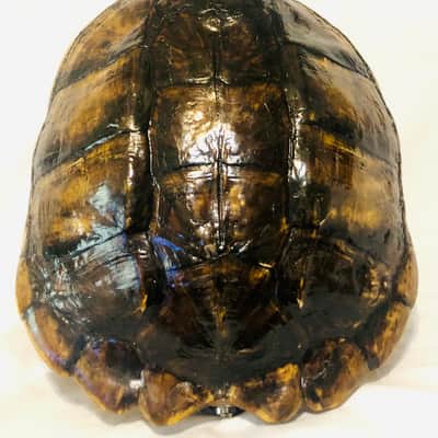 Turtle Shell 4 string electric tenor guitar image 2