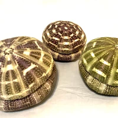 Sea Urchin Shaker- set of 2 image 11