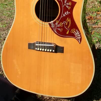 1975 Greco 202 Hummingbird Model MIJ by Fujigen Gakki image 2