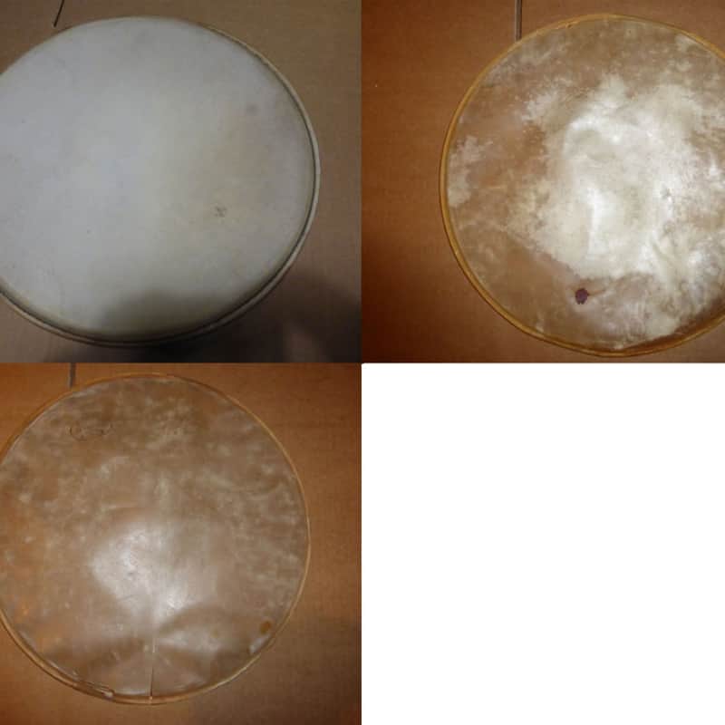 30s – 50s Slingerland 12″ , 13″ calf drum head Traditional