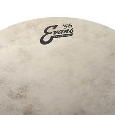 Evans Calftone 10", TT10C7 Tom Batter / Snare Batter - Tom Head image 2