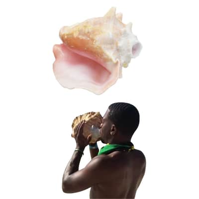 Authentic Caribbean Conch Shell Horn Ocean Trumpet 10+ Inches BIG - Nova Sound image 4