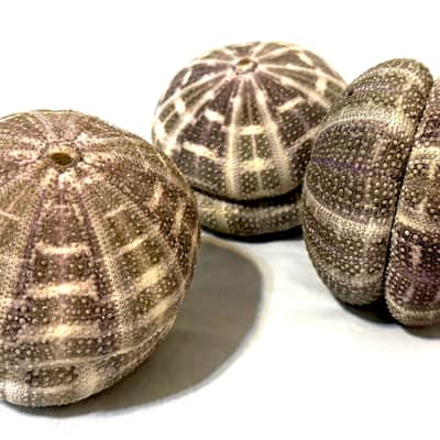 Sea Urchin Shaker- Colossal sized image 9