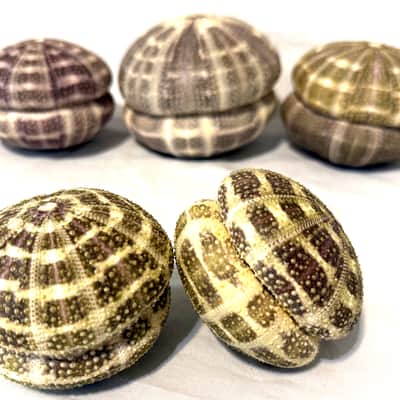 Sea Urchin Shakers set of 2 image 4