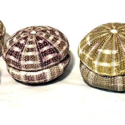 Sea Urchin Shaker- Colossal sized image 4