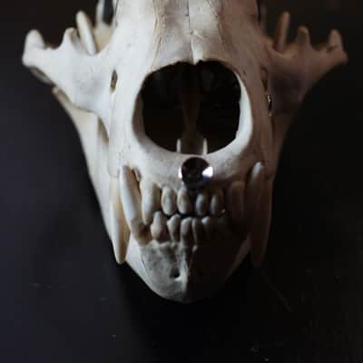 4 string cigarbox style bear skull guitar Spirit image 5