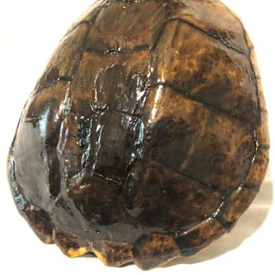 Turtle Shell Electric Guitar image 10