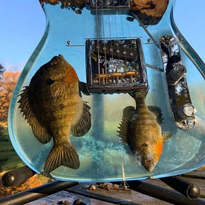 Bluegill Resin Buckeye Burl River Epoxy Telecaster image 5