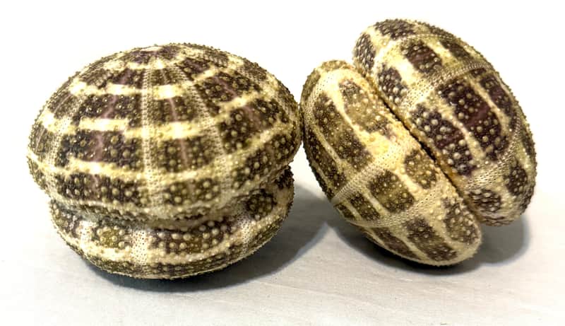 Sea Urchin Shakers set of 2 image 1