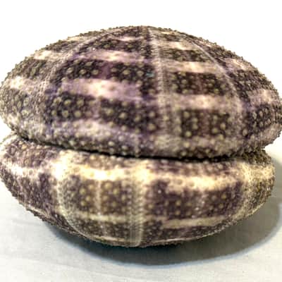 Sea Urchin Shaker- Large image 5