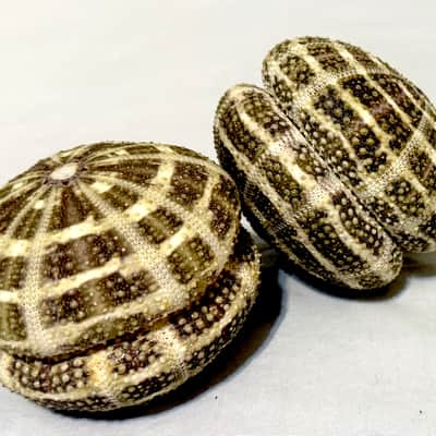 Sea Urchin Shakers set of 2 image 6