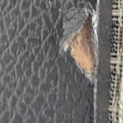 Fender Mustang 1 image 3