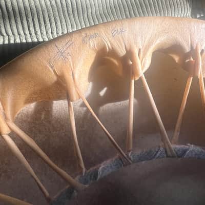Guillermo martinez Elk drum 2024 - Elk hide image 4