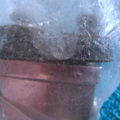 Pearl Piccolo Snare Drum Lug - NOS image 2