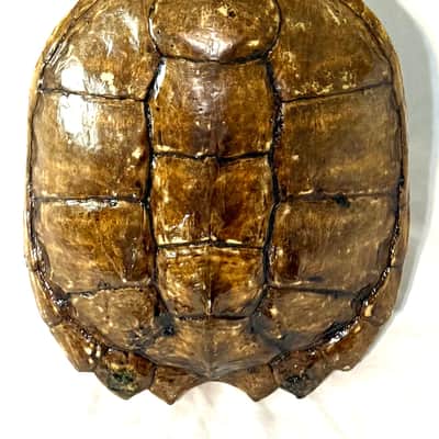 Turtle Shell Tenor Ukulele image 3