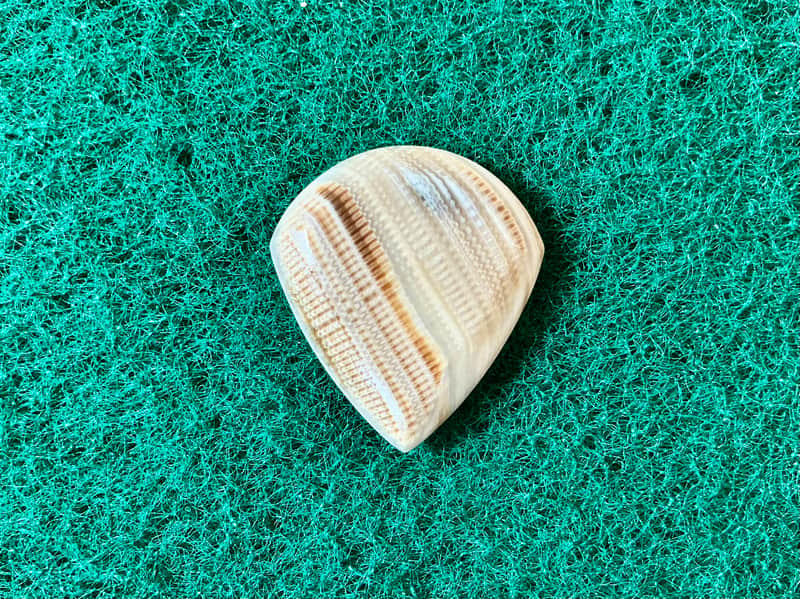 Seashell guitar pick/4.7mm thick, jazz profile… by BeachSidePicks image 1