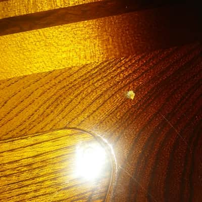 Washburn Falcon 1981 Yamaki image 3