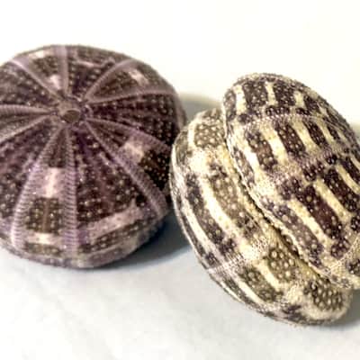 Sea Urchin Shakers set of 2 image 2