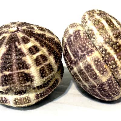 Sea Urchin Shaker- Colossal sized image 7