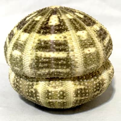 Sea Urchin Shaker- Large image 13