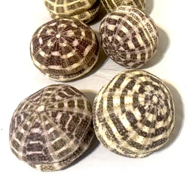 Sea Urchin Shaker- set of 2 image 12
