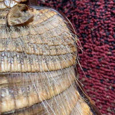 Handmade Armadillo Shell Charango with Ears intact! S. Óscar Fernández Rodríguez Aiquile image 3