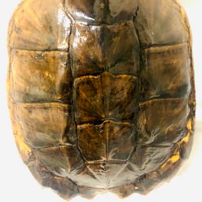 Turtle Shell Electric Guitar image 6