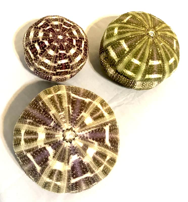 Sea Urchin Shaker- Colossal sized image 1