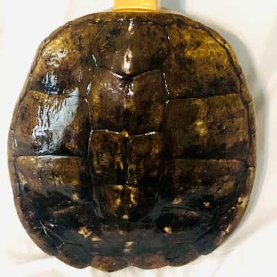 Turtle Shell Electric Guitar image 2