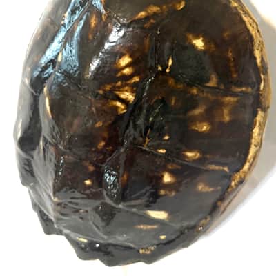 Turtle Shell Tenor Ukulele image 7