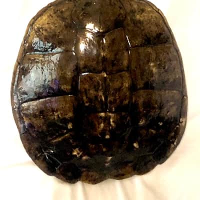Turtle Shell Electric Guitar image 7