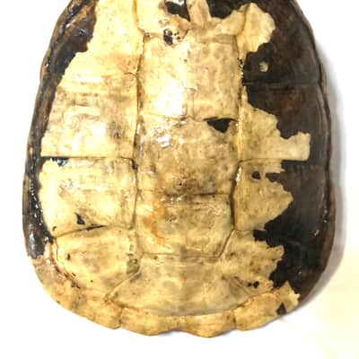 Turtle Shell Electric Guitar image 6