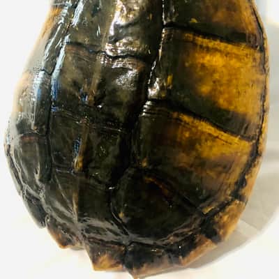 Turtle Shell Electric Guitar image 7