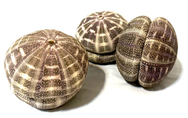 Sea Urchin Shaker- Large image 1