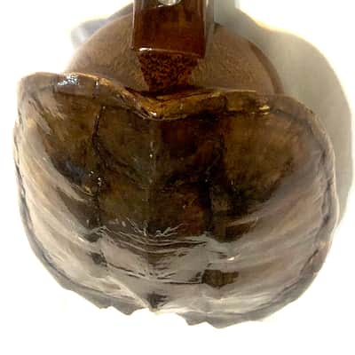 Turtle Shell Tenor Ukulele image 14