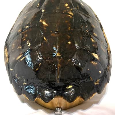Turtle Shell Tenor Ukulele image 2