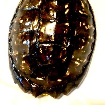Turtle Shell Soprano Ukulele image 9
