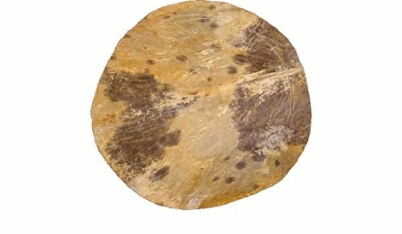 Tanga Drumhead Djembe image 1
