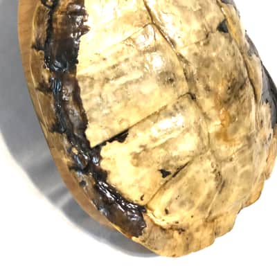 Turtle Shell Electric Guitar image 7