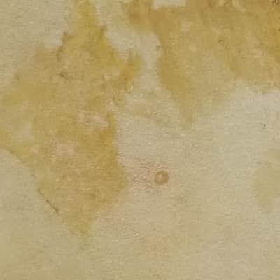 Rogers 12" Calf Skin Tom Drum Head Cleveland Holiday Era Vintage 50s-60s Batter image 5