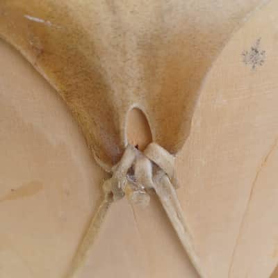 16x13"Hand Carved Log Drum Rawhide Medicine Shamanic Ritual Percussion Music+Med image 8