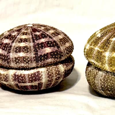 Sea Urchin Shaker- Large image 4