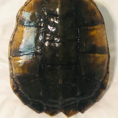 Turtle Shell Electric Guitar image 3