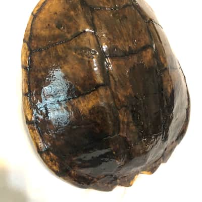 Turtle Shell Electric Guitar image 5