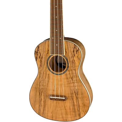 Fender Zuma Exotic Concert Ukulele, Walnut Fingerboard, Spalted Maple image 2